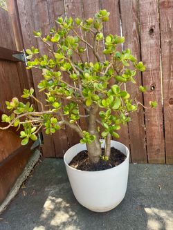 Large Jade Plant in White Pot
