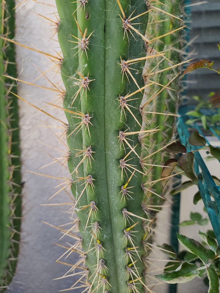 Cactus Plant 