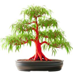 Flame Willow Bonsai Tree Cutting to Grow - Brilliant Orange