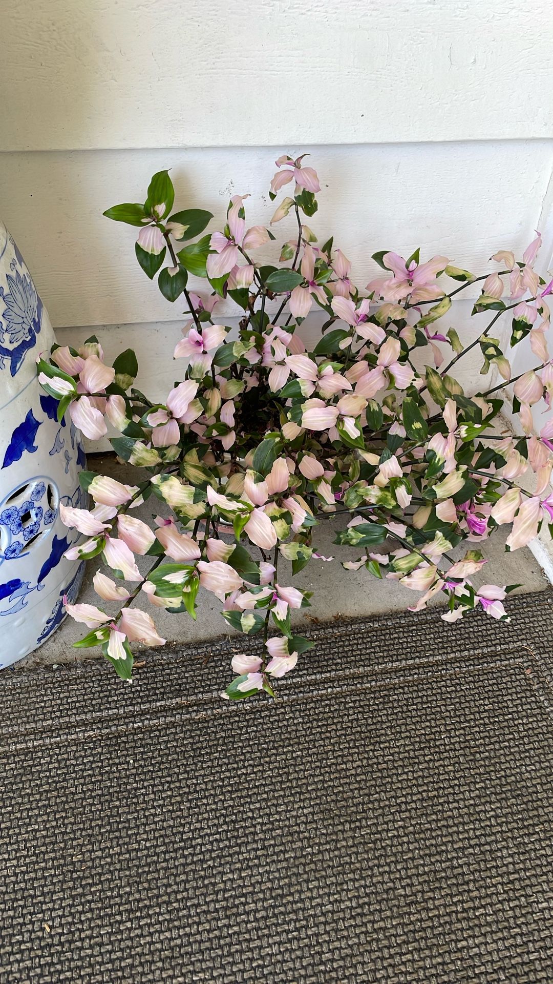 Blushing Bride Plant