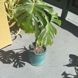 Giant Monstera Deliciosa With Glazed Ceramic Pot— GORGEOUS 