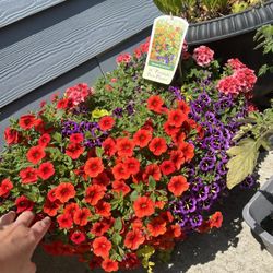 Beautiful Plants in L-XL Pots 🌺🔥😍