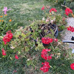 Basket Of Geraniums 