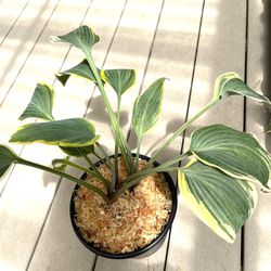 Variegated Hosta Perennial Plant 3 In One Pot.