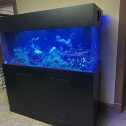 Fish Tank