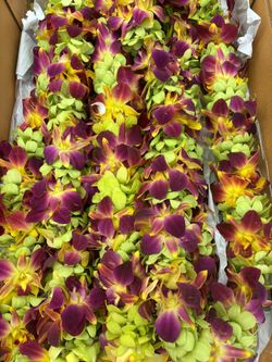 Graduation Leis Fresh Orchids (double Layer) $37 Each Lei 🧑‍🎓👩‍🎓