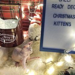 Christmas Picture Props