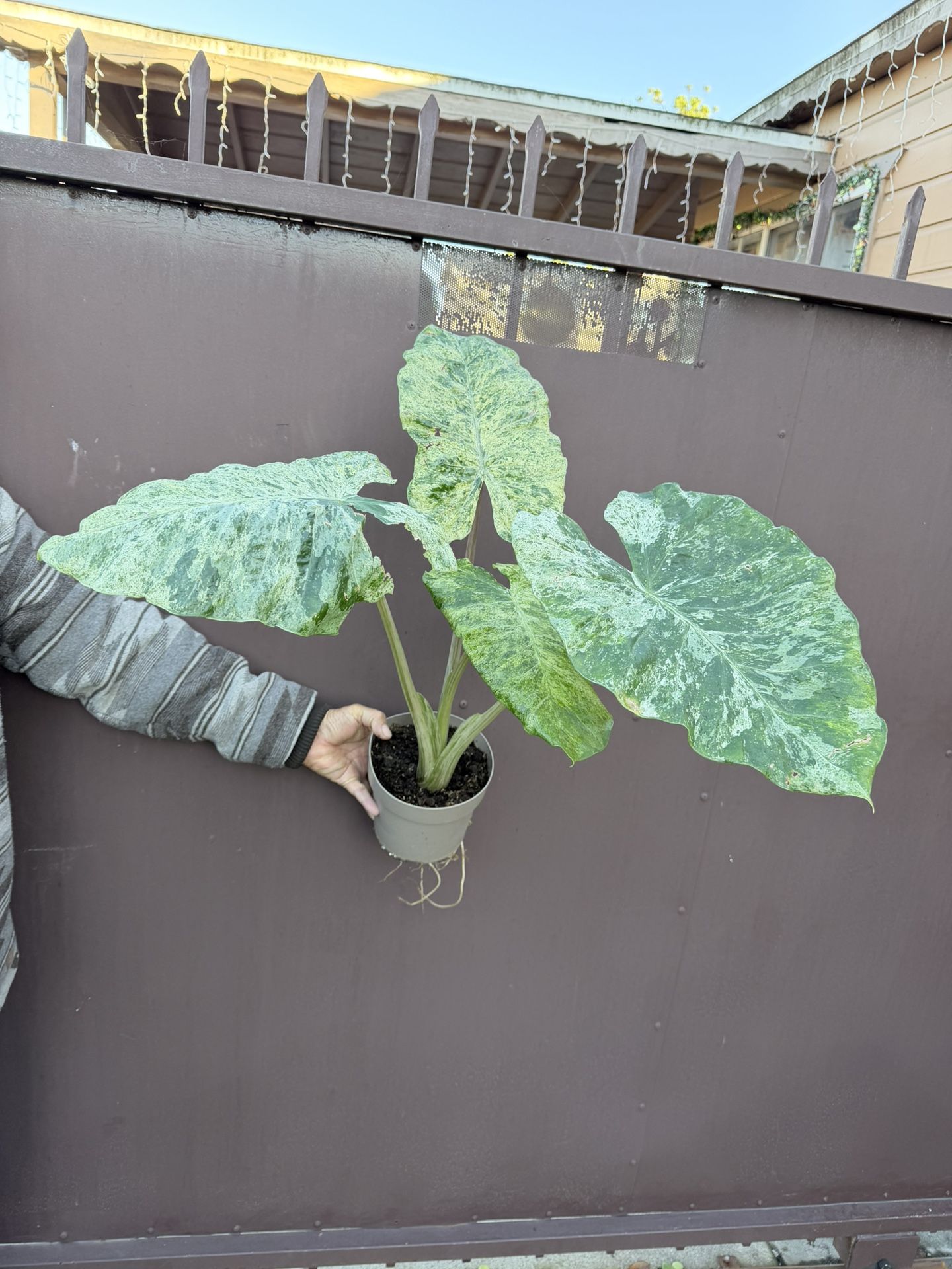 Xl Alocasia Variegated Odora Batik In 7” Pot Hard To Find In This Size