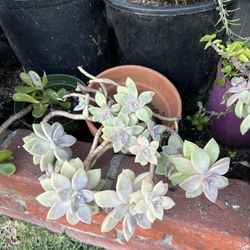 Succulents For Sale 