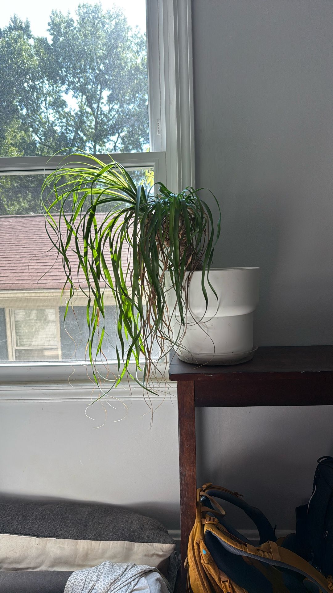 Ponytail Palm