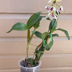Dendrobium Orchid