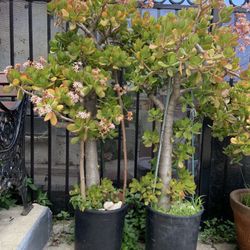Jade (Tree) Plant Succulent for Sale in Brooklyn, NY - OfferUp