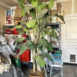 Large Faux Plant (8ft Tall)