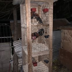 Cage