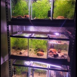 Fish Tank Aquarium Sale