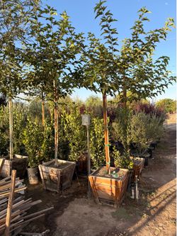 Shade trees Mexican. Mulberry 24 gallons