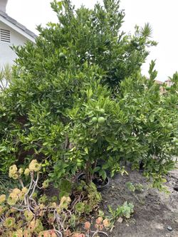 Healthy 14’ Orange Tree