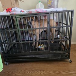 Dog Crate