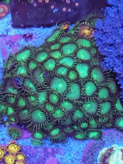Green paly zoa colony coral