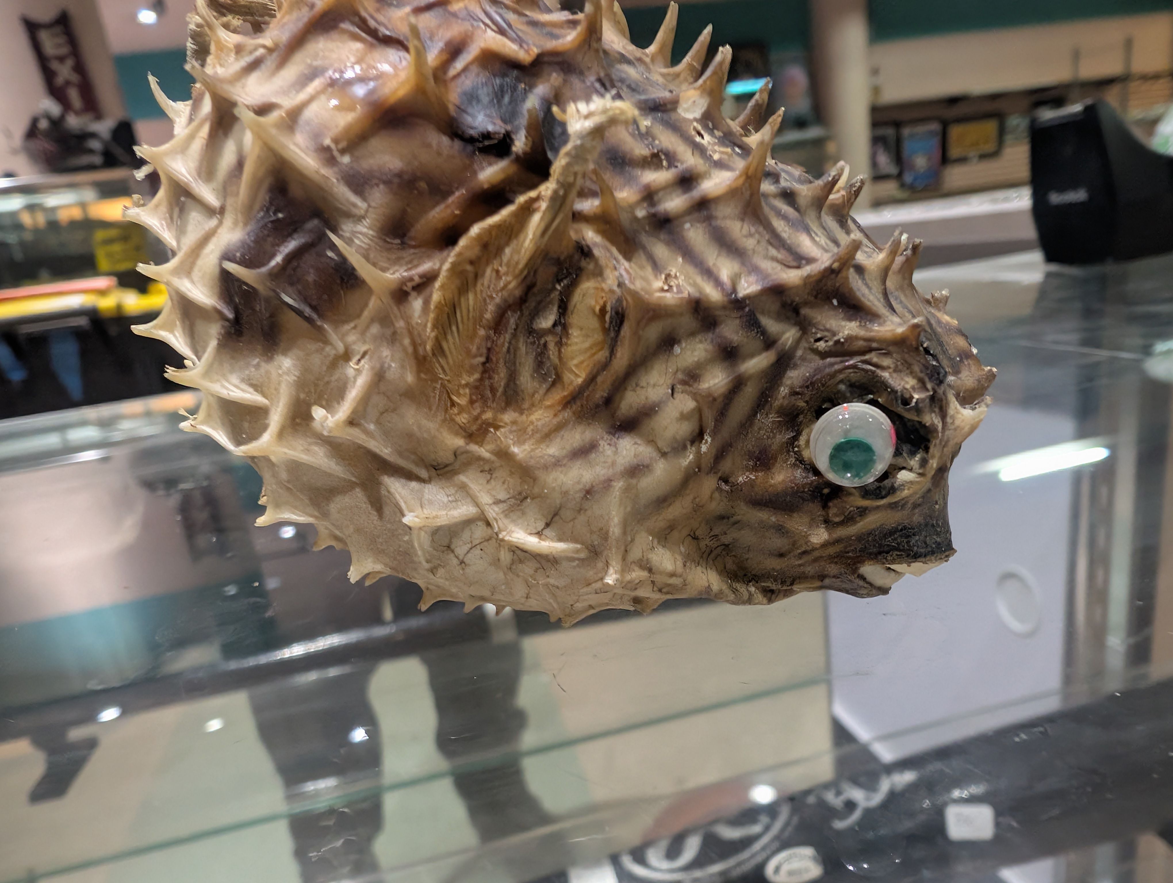 Vintage Dried Puffer Fish Taxidermy Nautical Curio Spiked Display Specimen