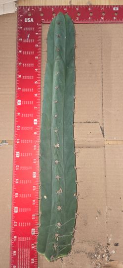trichocereus sp. LC001 (pachxbridge) san pedro