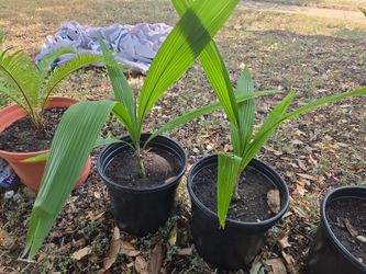 Texas Sabal Palm Trees