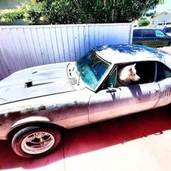 1967 Firebird 