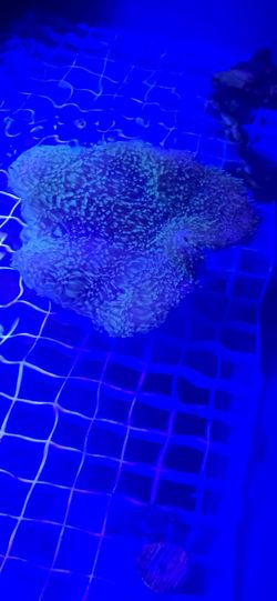 Ornamental Corals For Sale In Lake Worth Beach F.L.