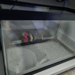 10 Gallon Aquarium Tank And Filter
