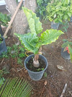 Plants