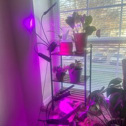 Grow Lights! 