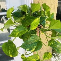 Golden Pothos Plant