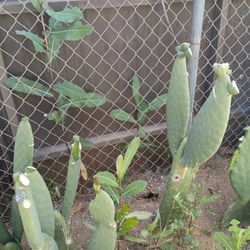 Nopal