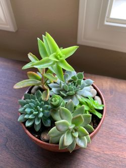 Succulents in unique handmade terra cotta colored glazed ceramic pot
