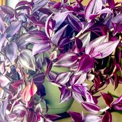 Tradescantia Zebrina Purple Plant/ Indoor Plant/ House Plant 