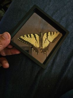 Eastern tiger swallowtail framed specimen