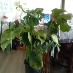 Big monstera plant