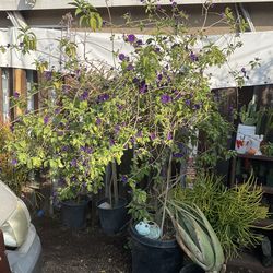 Blue Potato Bush  Royal robe grande