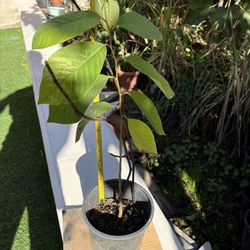 For Sale- Is This Cherimoya Or Atemoya Tree? 