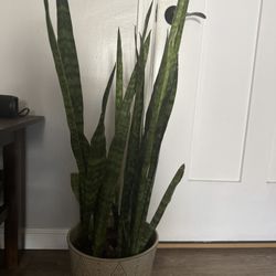 Succulents and Plants 