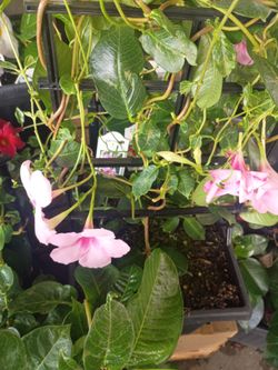 Geranium  vine