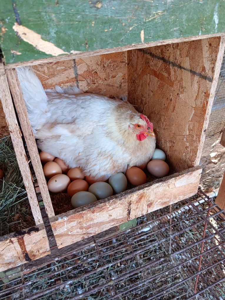 Fresh Eggs