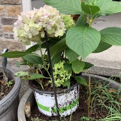 endless summer hydrangea plants