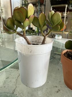 Jade Plant