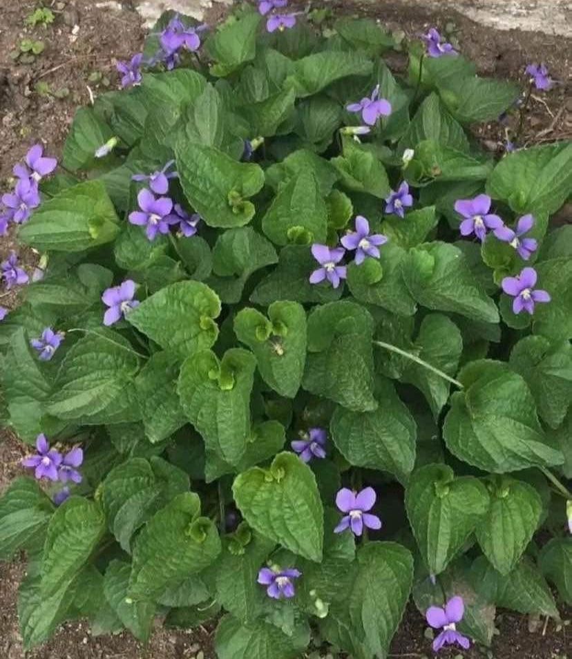 Outdoor Flowers - VIOLETS