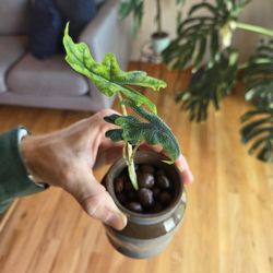 Alocasia Jacklyn
