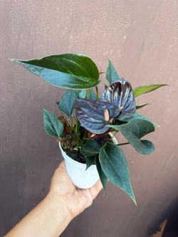 4” anthurium chocolate