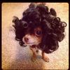 Arlene 