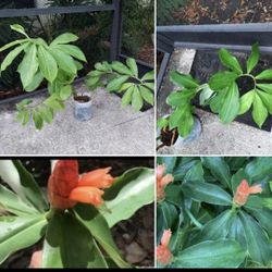 🌱Spiral "Bamboo" Ginger Tropical /Costa Rica Plant *SOLD SEPARATELY*