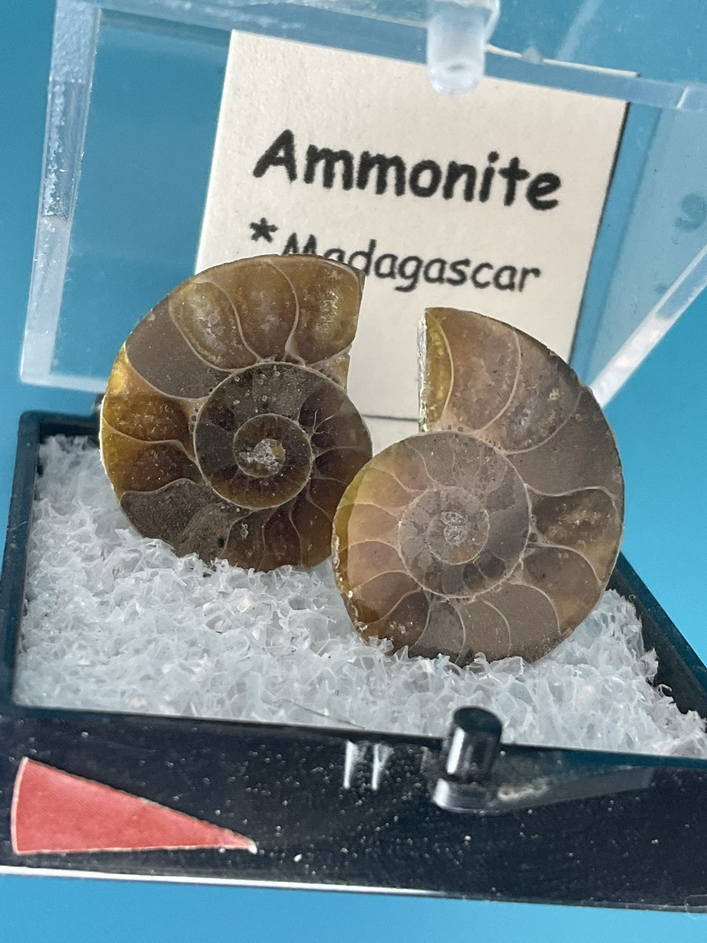 Ammonite Pair 